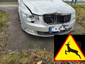 rozbity przód pojazdu przez zwierzynę leśną, na dole w prawym rogu znak informujący o dzikiej zwierzynie