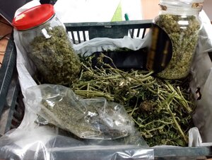 zabezpieczone narkotyki