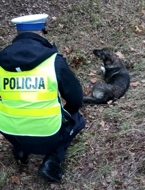 policjant i ranny pies
