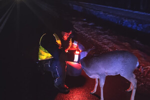 Policjant i koziołek na drodze po zmroku