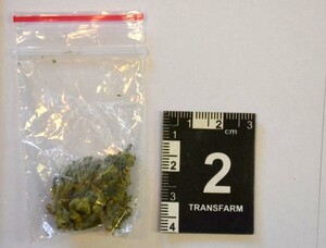 zabezpieczona marihuana