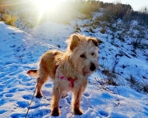 Odnaleziony pies stojący na zaśnieżonej trawie