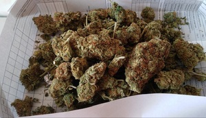 Zabezpieczone środki odurzające. Poporcjowany susz roślinny