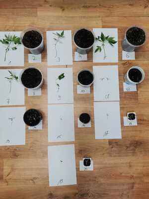 Zabezpieczone rośliny konopii