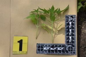 Zabezepieczone krzaki konopii