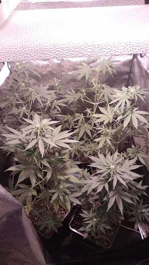 Zabezpieczone rośliny konopi