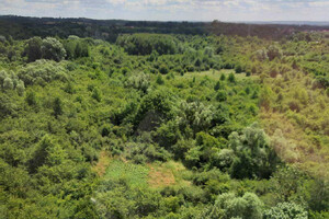 Widok ze śmigłowca na zalesiony teren i położoną tam nielegalną uprawę