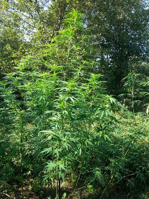 Plantacja konopi indyjskich