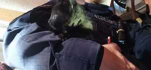 Uratowany kot na rękach u policjanta