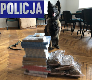 Papierosy bez akcyzy przy nich pies