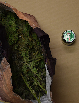 zabezpieczone narkotyki