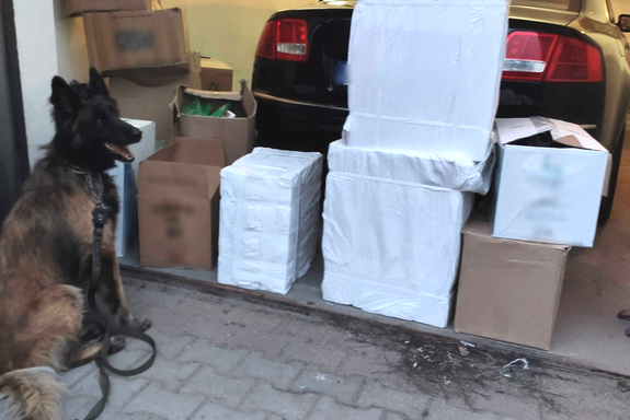 Pies służbowy siedzi przed kartonami z papierosami znalezionymi w garażu