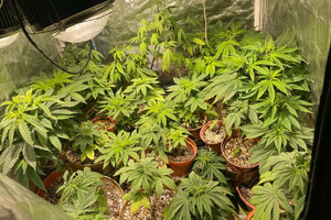 Zabezpieczone nielegalne rośliny