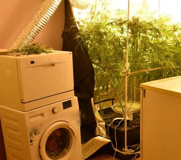 Plantacja marihuany w domu