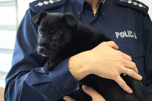 Odzyskany piesek trzymany w rękach przez policjantkę