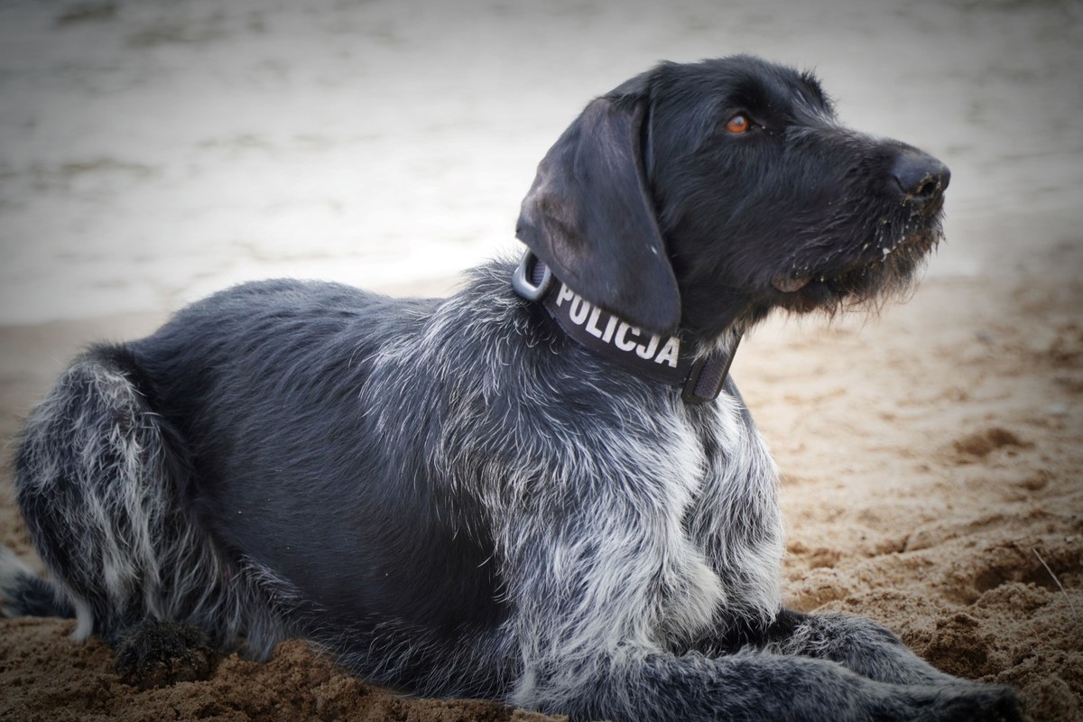 Gama - pies służbowy z Komendy Powiatowej Policji w Ełku