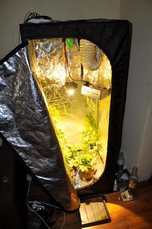 zabezpieczone narkotyki oraz rzeczy do uprawy konopii