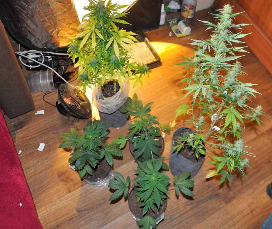 zabezpieczone narkotyki oraz rzeczy do uprawy konopii