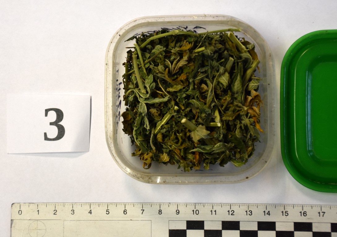 zabezpieczone narkotyki oraz rzeczy do uprawy konopii