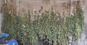 Zabezpieczone narkotyki