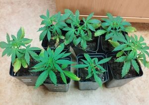 Zabezpieczone krzaki