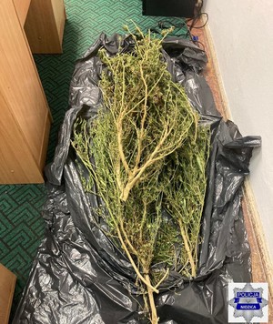 zabezpieczone narkotyki