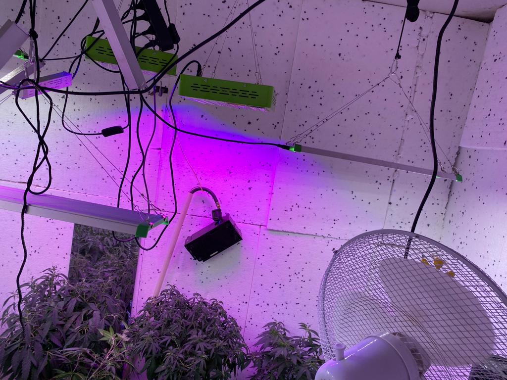 znalezione krzaki konopi