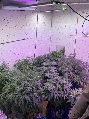 znalezione krzaki konopi