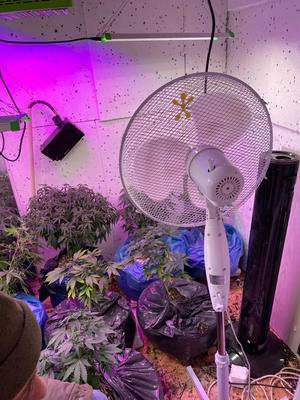 znalezione krzaki konopi