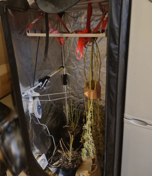 zabezpieczone narkotyki