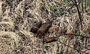 ujawnione niewybuchy