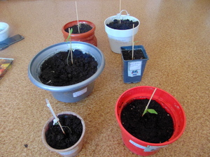 doniczki z sadzonkami marihuany