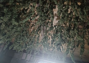 Zdjęcie przedstawia zabezpieczony zielony susz roślinny