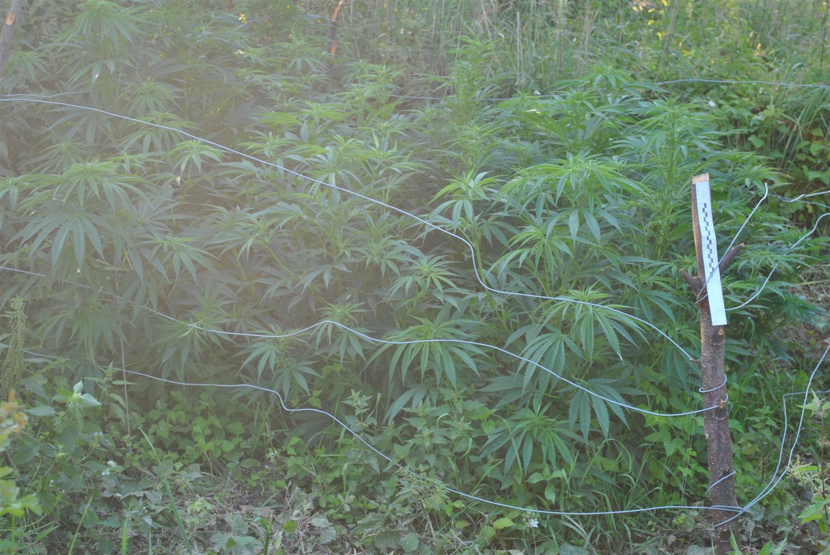 Plantacja marihuany ujawniona przez policjantów