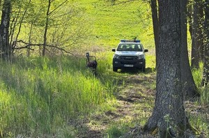 Policyjny radiowóz w lesie