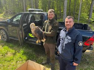 Policjant, strażnik leśny i ranne zwierze