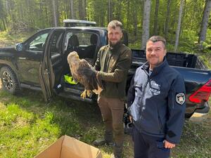 Policjant, strażnik leśny i ranne zwierze