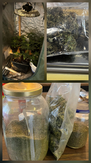 Zabezpieczone narkotyki