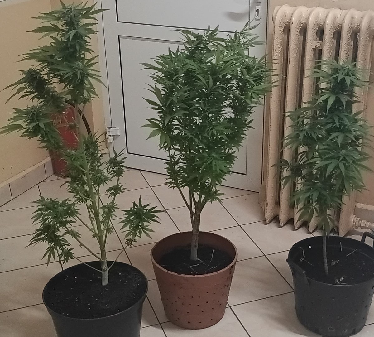 Zabezpieczone krzewy