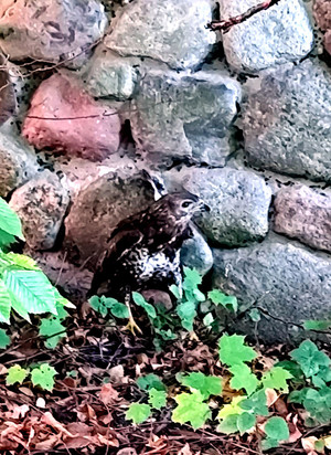 Drapieżny ptak przy drodze