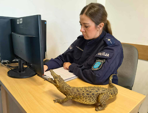 Policjantka  i spreparowany aligator