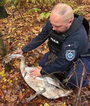 Policjant i uratowany łabędź