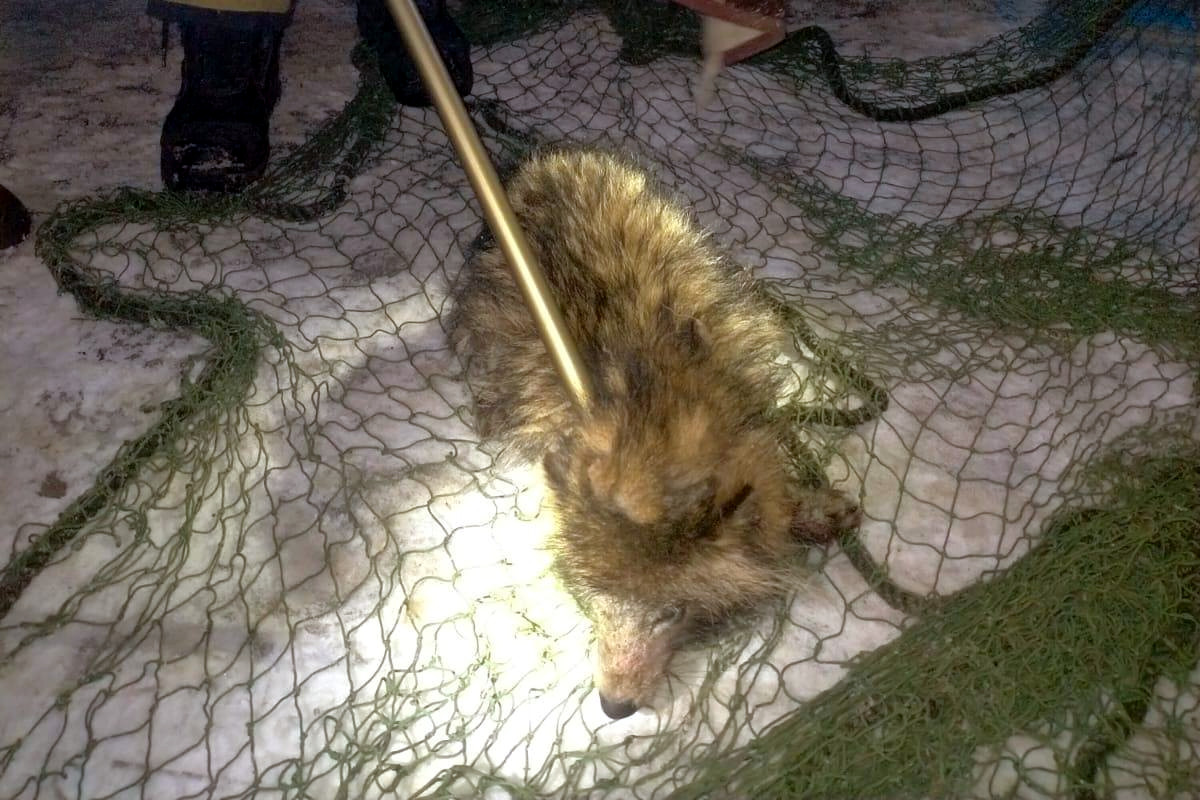 Jenot po wydobyciu z auta