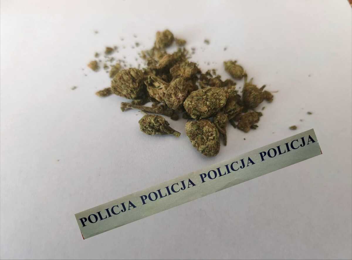 susz roślinny koloru zielonego - marihuana