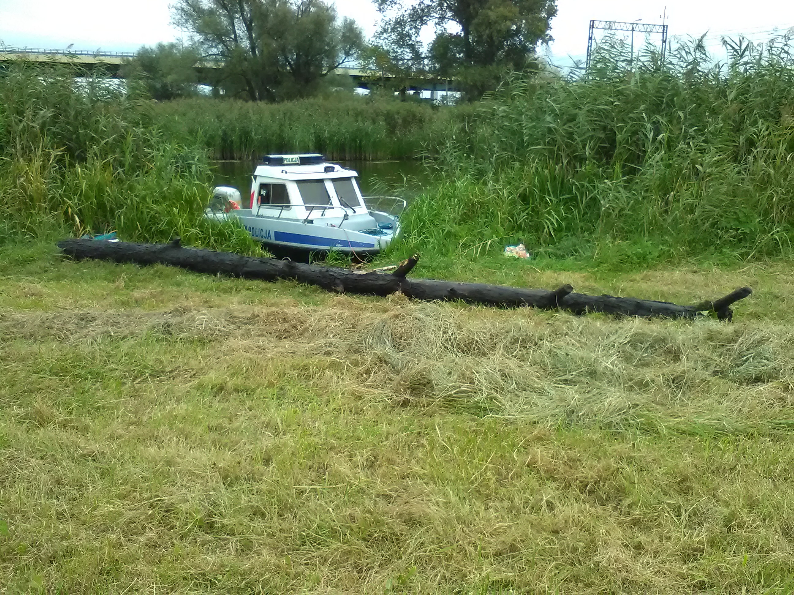 Kłoda w rzece Elbląg