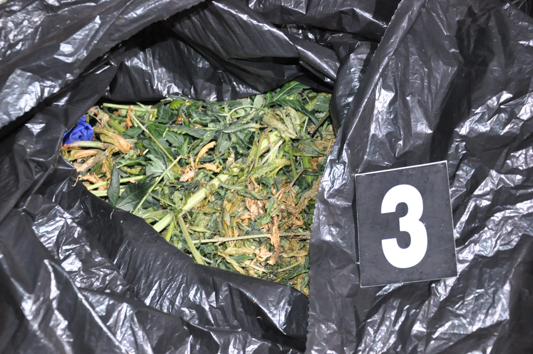 Zabezpieczona marihuana