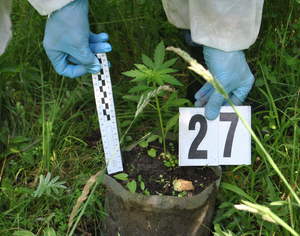 Zabezpieczona sadzonka