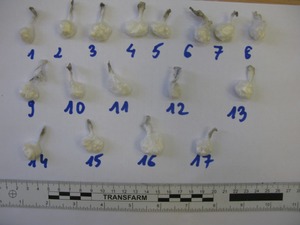 Zabezpieczone narkotyki