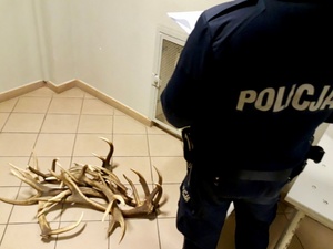 Zabezpieczone poroże jeleni