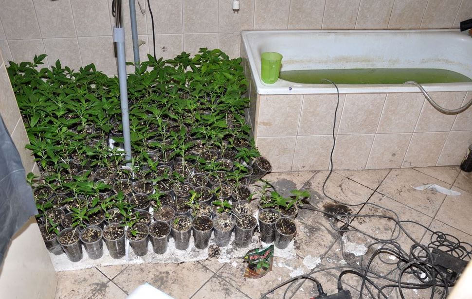 Zlikwidowana plantacja